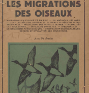 Les migrations Des Oiseux